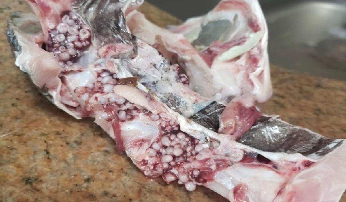 A photo of a mullet's belly with "white spots" was posted on Tai Po group on Facebook on Aug. 4, 2022 (Tai Po/Facebook via The Epoch Times)
