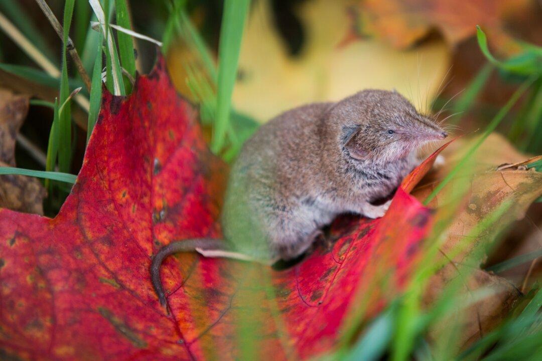New Henipavirus Identified in China May Be Problematic: Expert