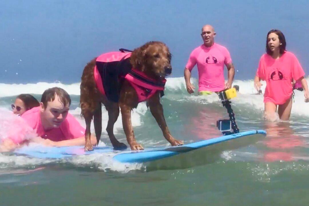 Surf Dog Ricochet Gears Up For Last Ride To Raise Funds For Veterans