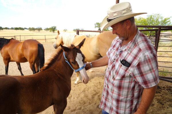 Cattle rancher Kyle Foster of Cross Plains examines a young foal on Aug. 9, 2022. (Allan Stein/The Epoch Times)