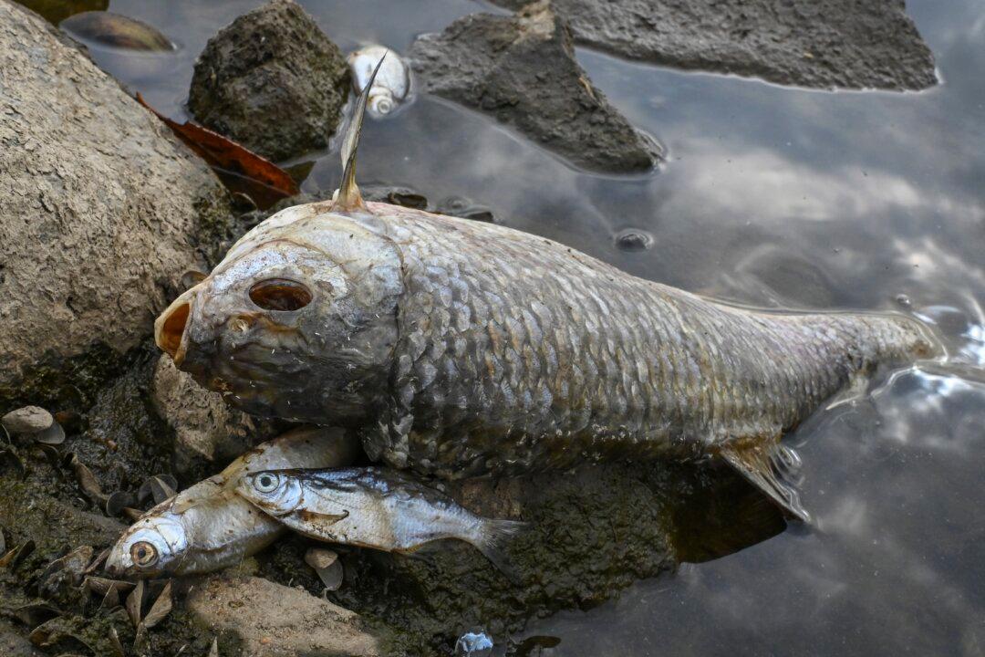 What Killed Tons of Fish in European River? Mystery Deepens