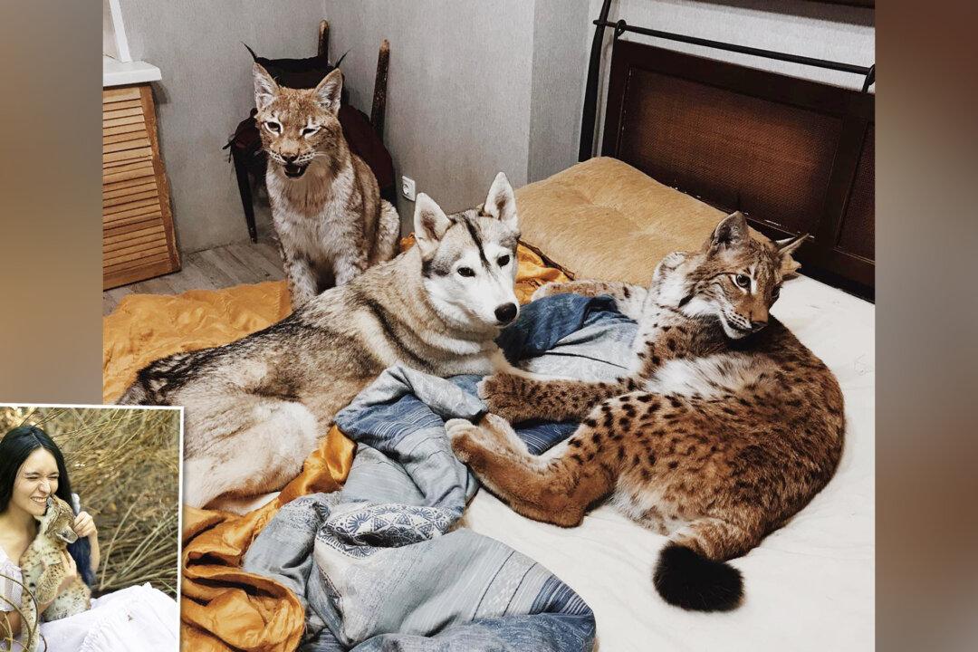 Woman Rescues 2 Baby Lynxes From Fur Farm, Raises Them With Her Other Animals