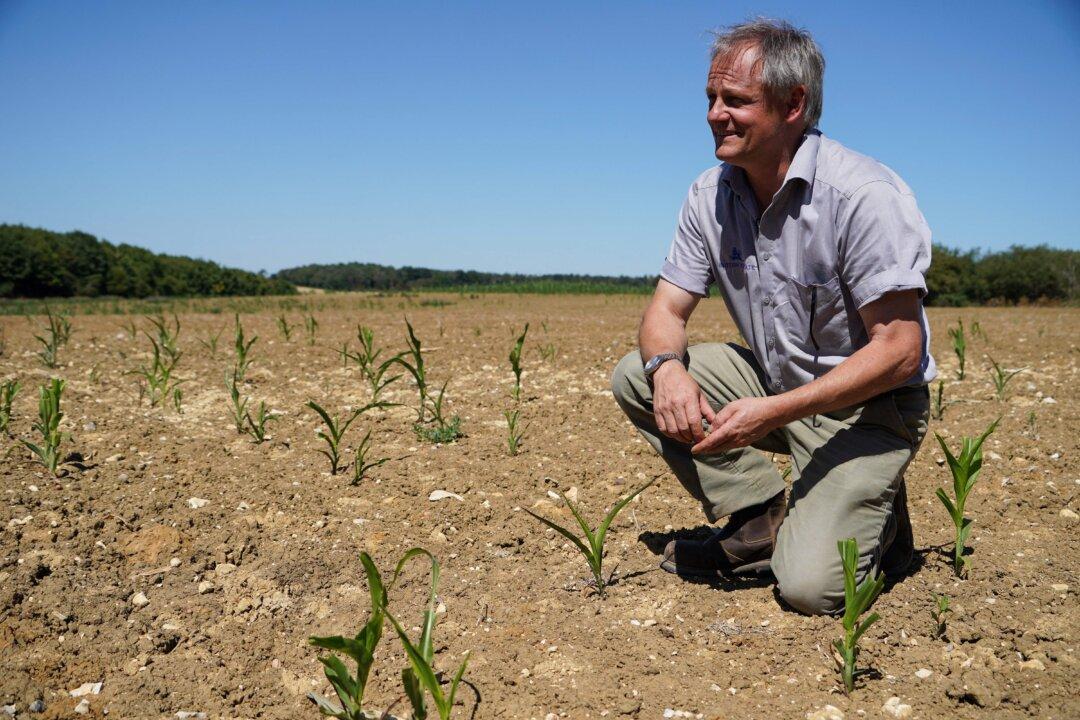 Expect Shrunken Vegetables and Less Cheese Amid Drought, Warn British Farmers