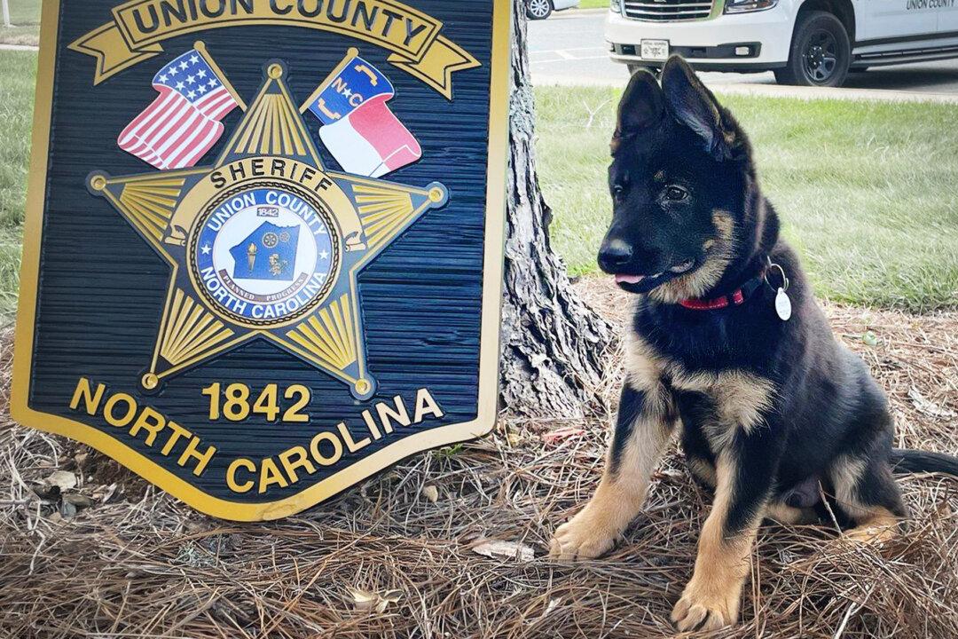 Sheriff ‘Hires’ New 11-Week-Old K9 Officer, Son of Explosives Detection Dog, Asks Public to Help Name Him