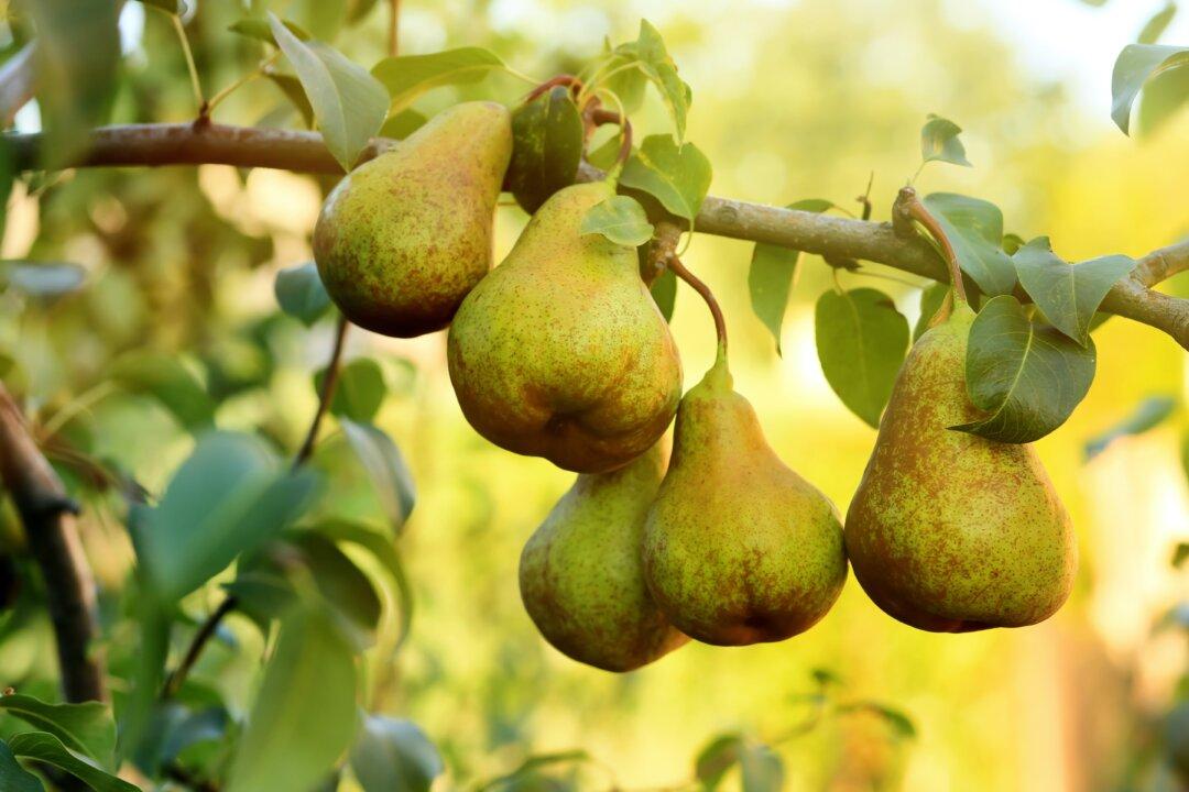 Self-Pollinating Pears and Time-Lapse Techniques