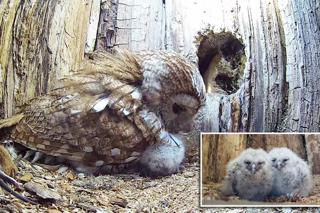 VIDEO: Mother Owl Instantly Adopts 2 Orphaned Owlets After Her Own Eggs Don’t Hatch