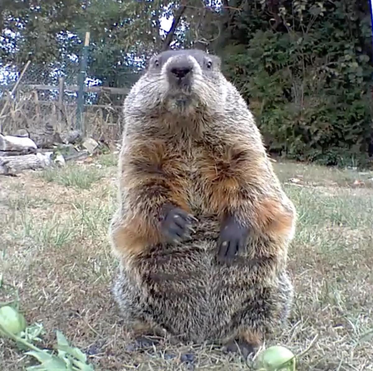 (Courtesy of <a href="https://www.youtube.com/c/chunkthegroundhog?themeRefresh=1">Jeff Permar</a> via <a href="https://www.instagram.com/chunk_the_groundhog/">Chunk The Groundhog</a>)