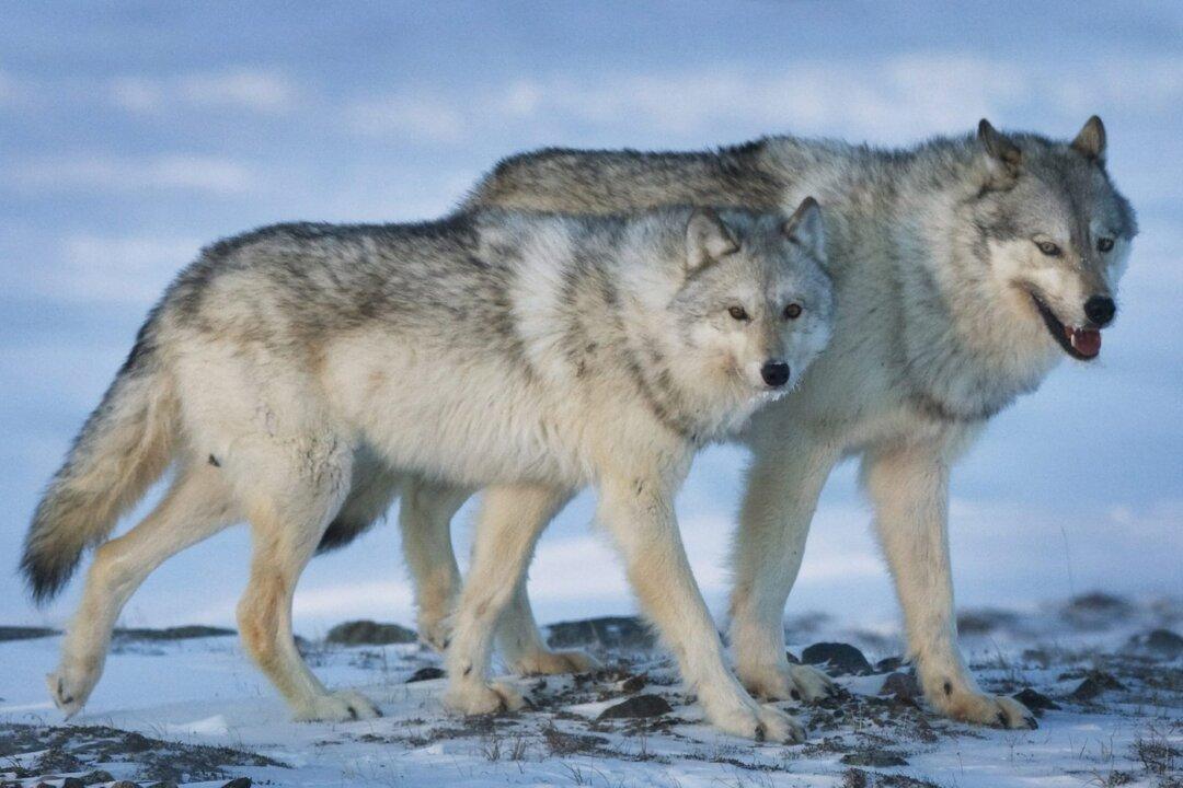 ‘Malicious Intent’ Suspected in Wolf Escape, Greater Vancouver Zoo Says