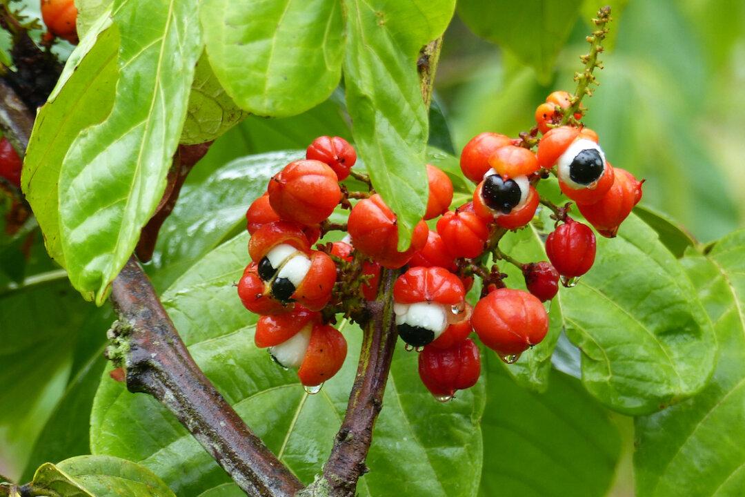 Pros and Cons of Guarana