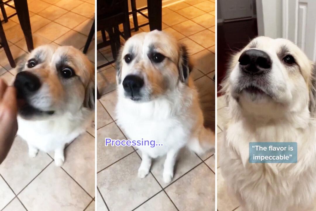 VIDEO: Adorable Dog Has Hilarious Reactions to the Food That She Really Likes