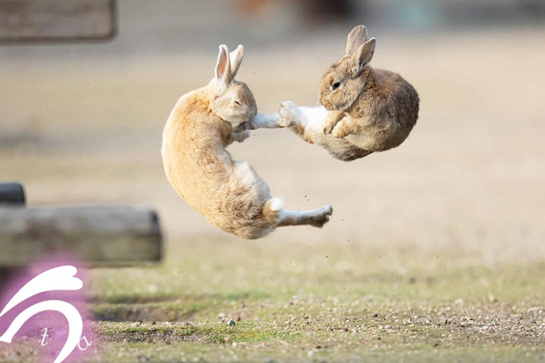 Kung Fu Bunnies: Rabbits Caught Midair in Epic Battle Look Like Fighters in an Action Movie