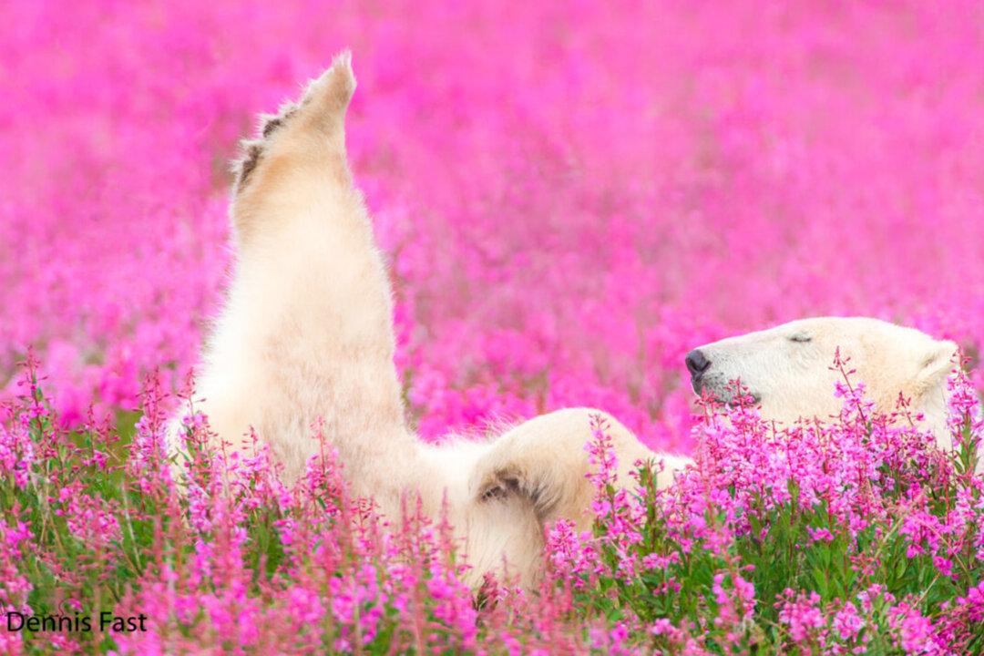 Polar Bears on Summer Break: Rare Photos of Iconic Predators Relaxing in Flower Fields