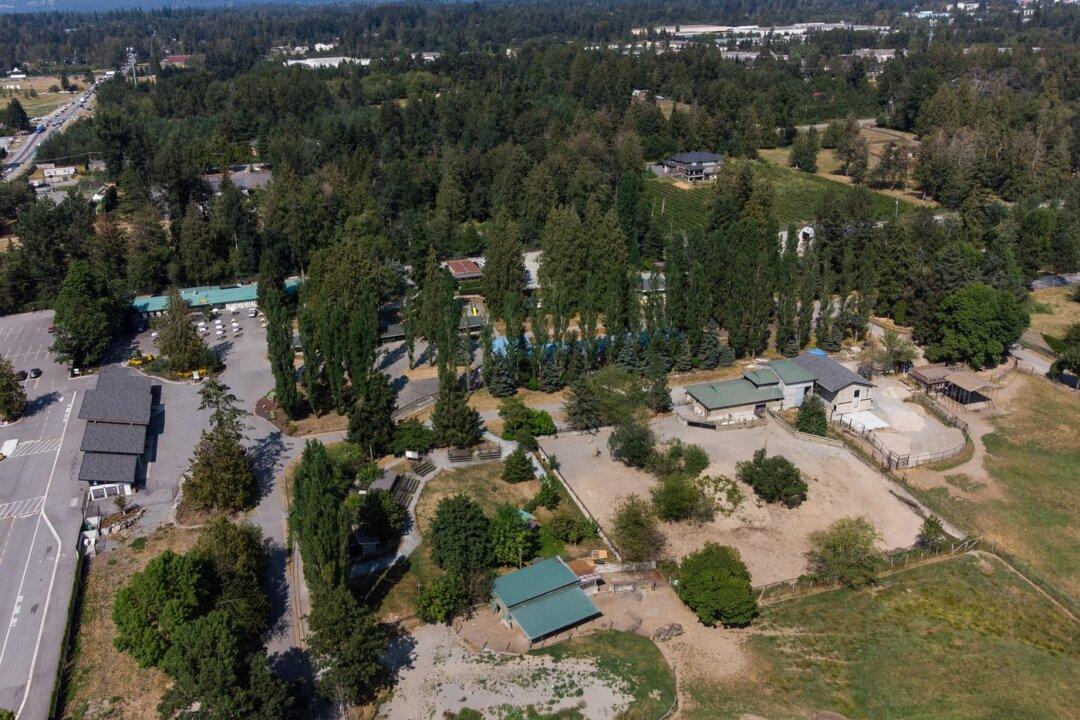 Greater Vancouver Zoo’s Missing Wolf Tempest Is Found Safe, Returned to Pack