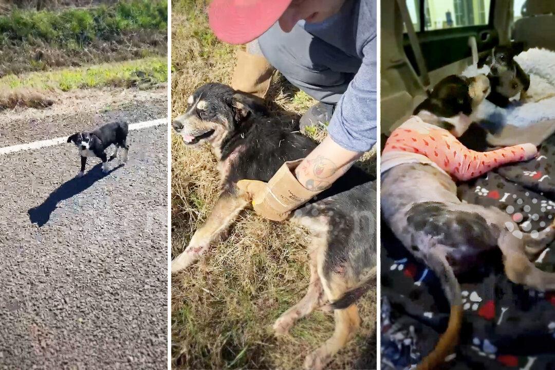 VIDEO: Loyal Dog Waits 6 Hours Beside Furry Friend Hit by a Car—Until Human Rescuers Arrive, Save the Day