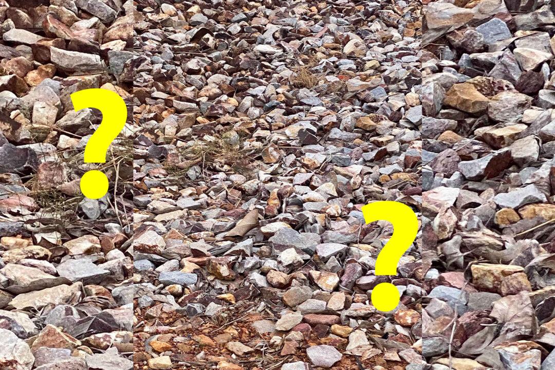 Can You Spot the Finches Hiding in These Rocky Landscape Photos? You'll Need Eagle Eyes to Spot Them All