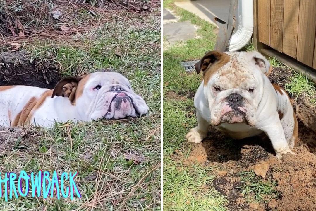VIDEO: This Dog Loves Planting Himself in Newly Dug Garden Holes, Refusing to Leave