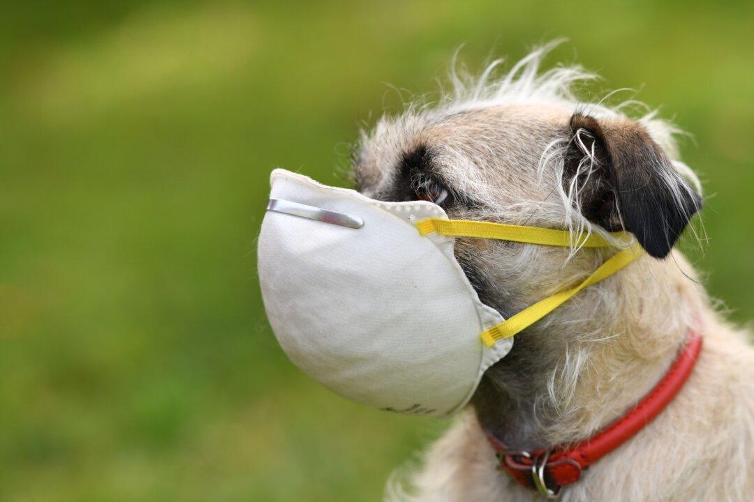 LA Public Health Department Faces Backlash After Offering COVID-19 Test to Animals, Including Seals