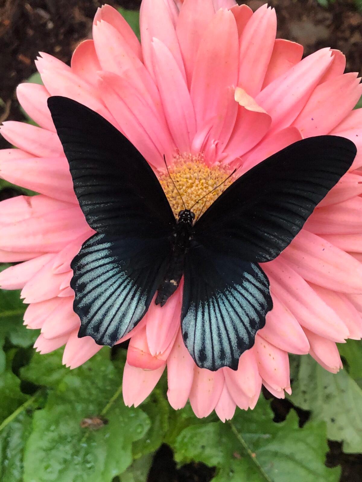 (Butterfly World)
