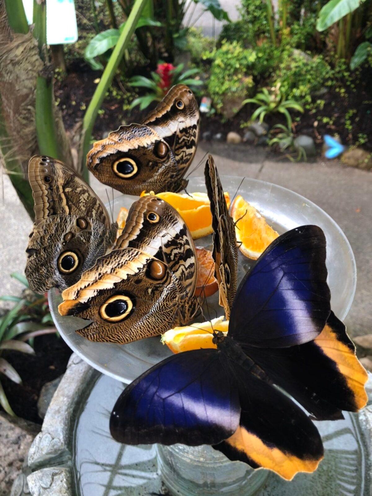 (Butterfly World)