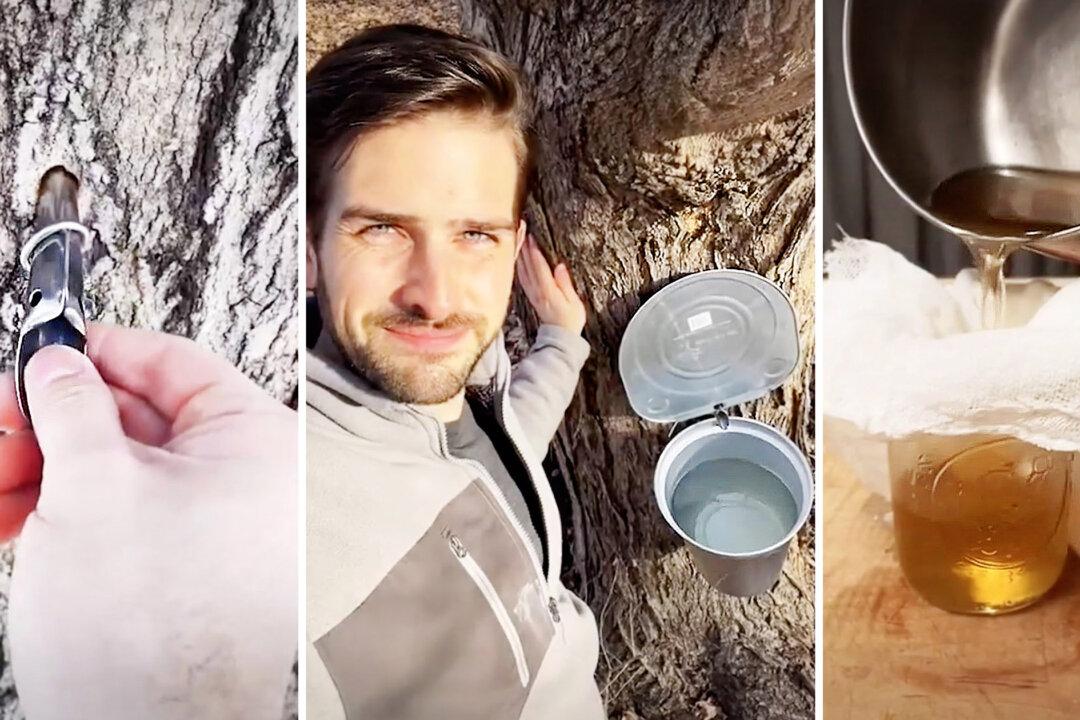 VIDEO: Michigan Dad Shows How Real Maple Syrup Is Made With Traditional Tree-Tapping Method—And Goes Viral