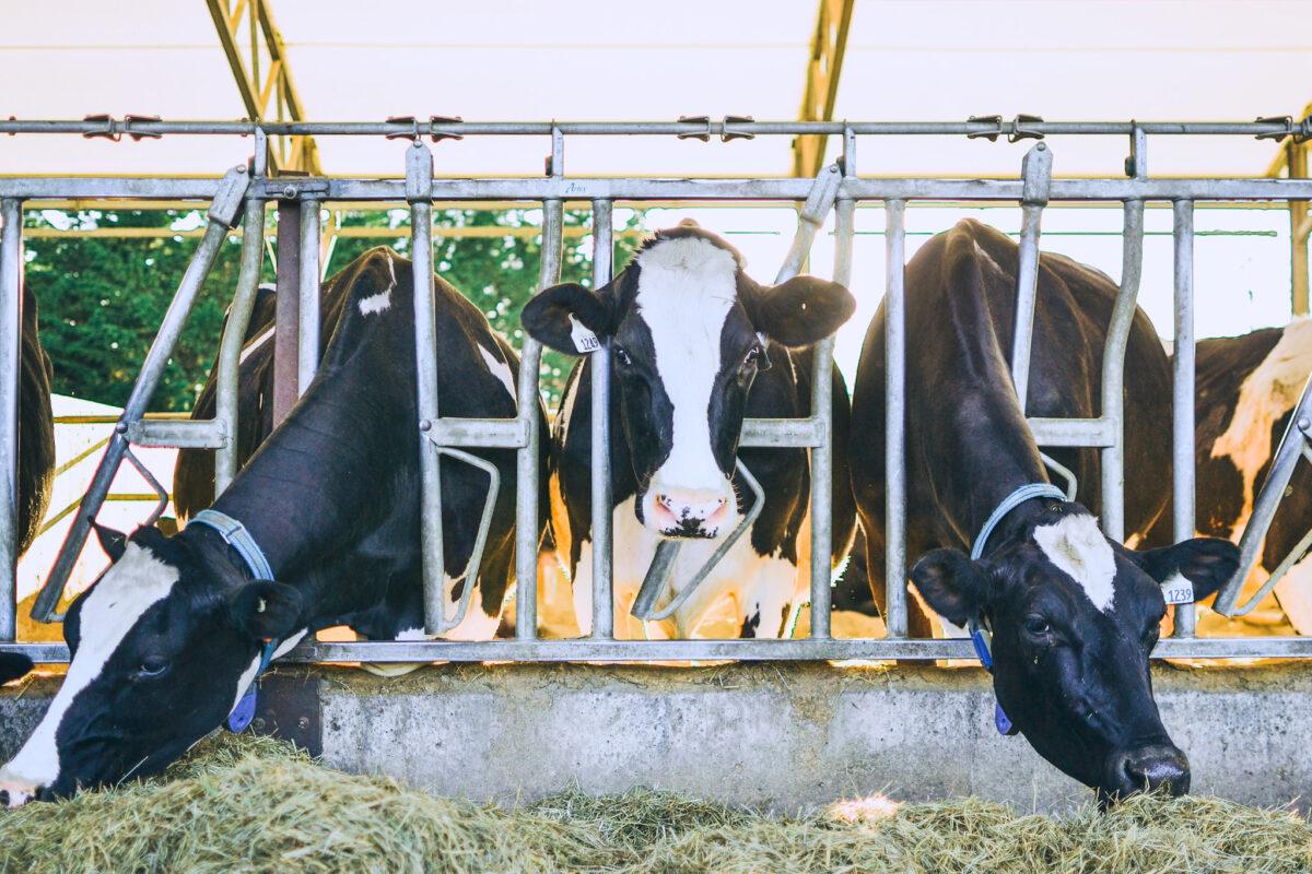 (Katie Friess/Qualicum Cheeseworks)
