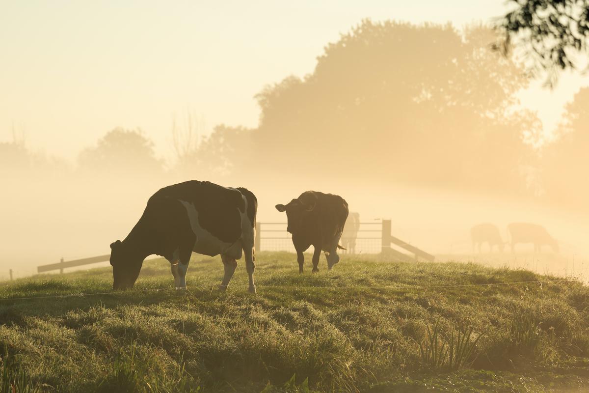 A Cut Above: The Many Benefits of Grass-Fed Meat