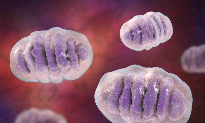 Cancer Patients With Mutated Mitochondria Respond Better to Treatment
