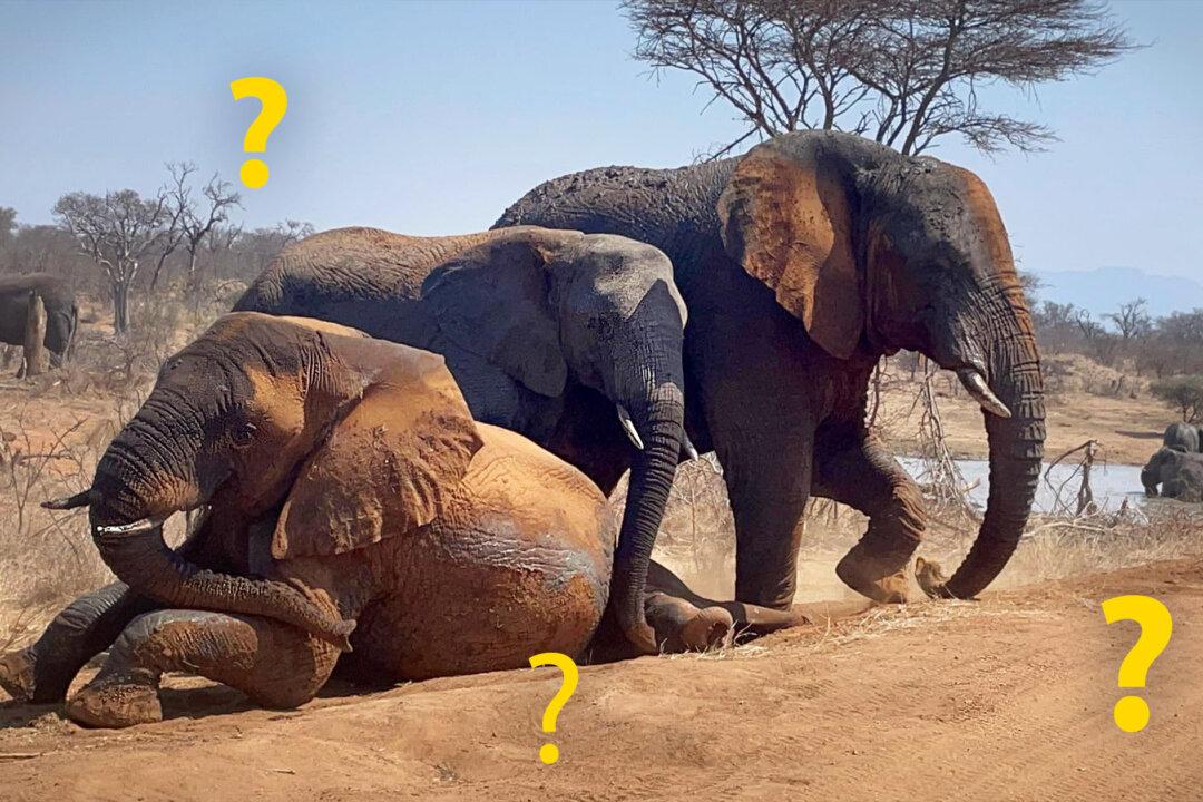 How Many Elephants Can You Spot in This South African Herd? Hint: You Might Need X-ray Eyes to See Them All