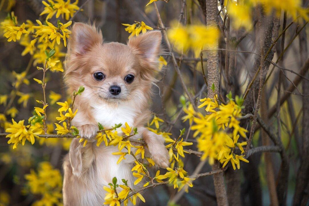 Should I Let My Small Dog Play With Big Dogs?