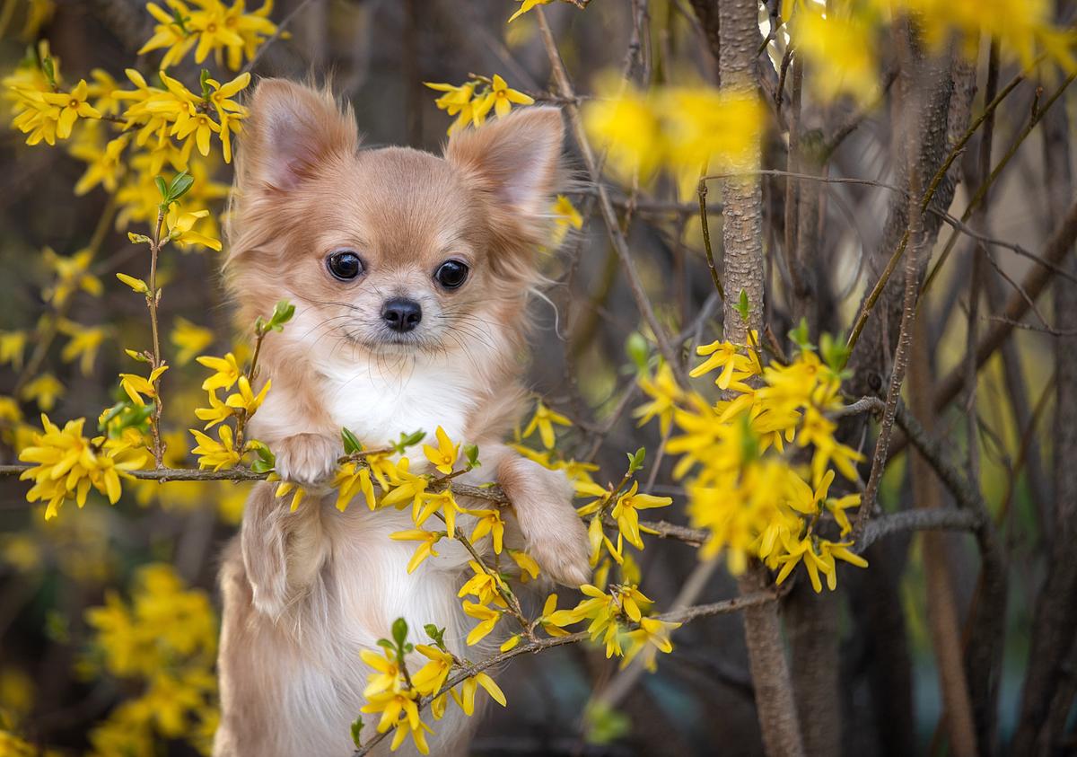 Should I Let My Small Dog Play With Big Dogs?