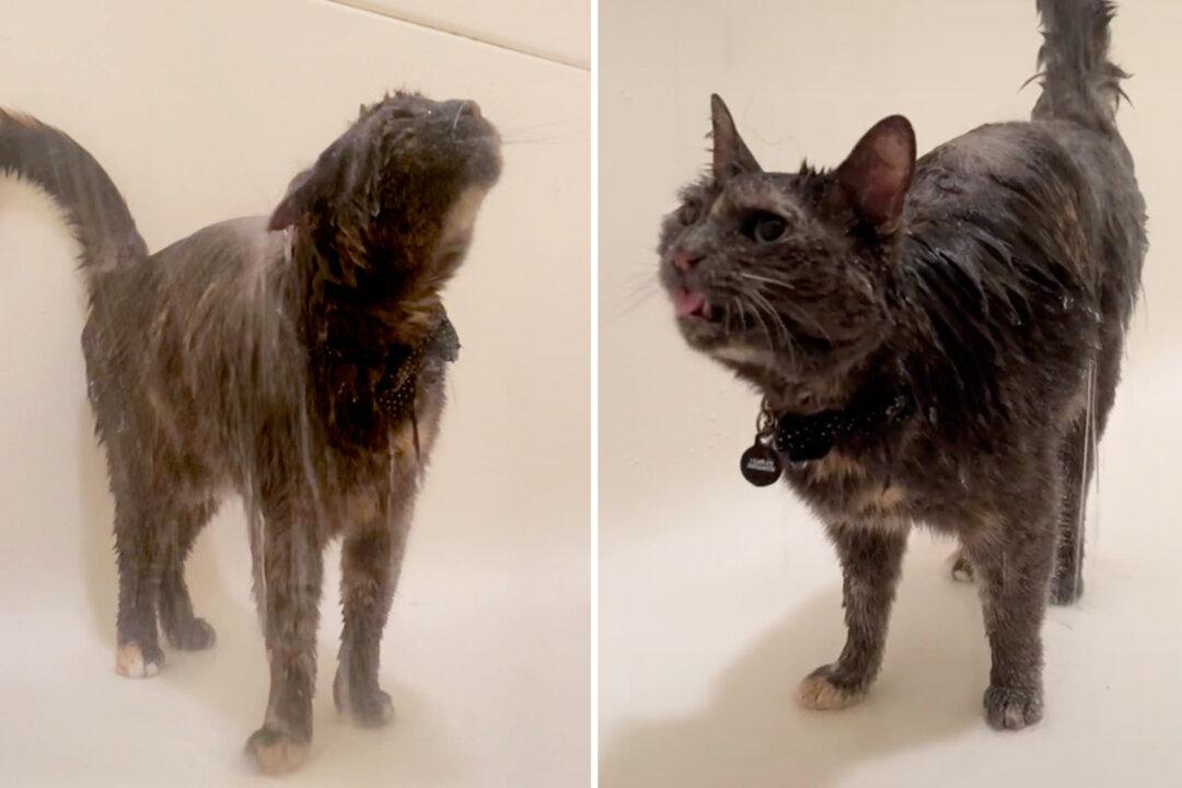 VIDEO: ‘Unique’ Cat Has Gone Viral for Her Funny and Cute Obsession With Taking Showers