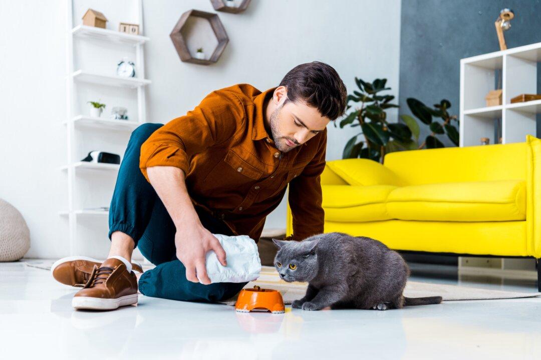 How to Find a Good Cat Sitter