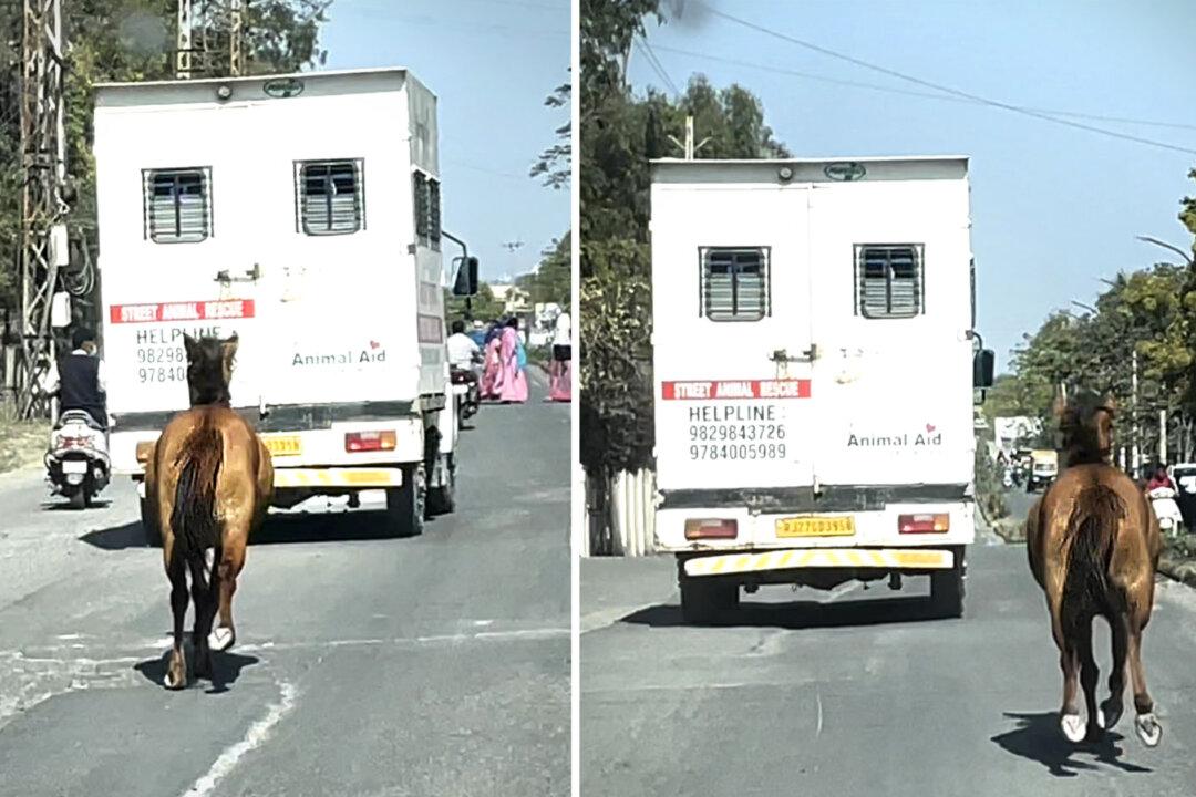 Touching Video Shows Horse Galloping for Miles Behind an Ambulance Carrying Her Sick Sister, Goes Viral