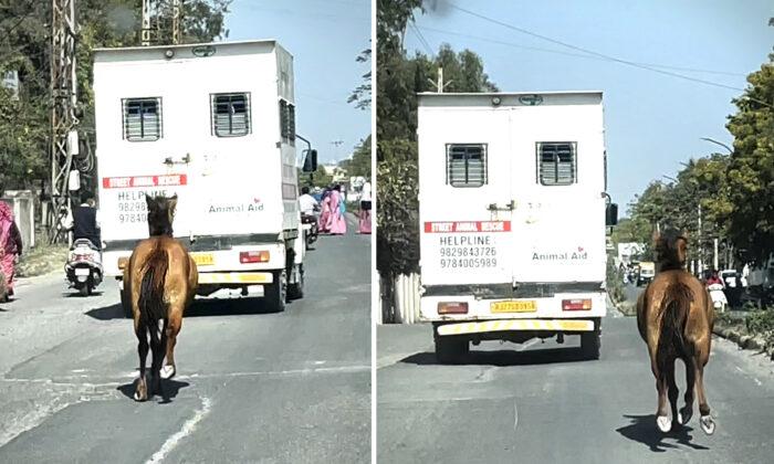 Touching Video Shows Horse Galloping for Miles Behind an Ambulance Carrying Her Sick Sister, Goes Viral