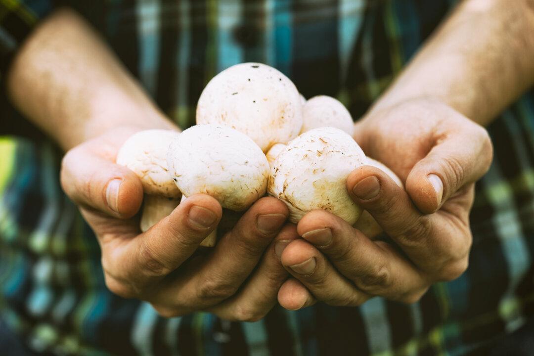 How Mushrooms Help Protect Your Brain