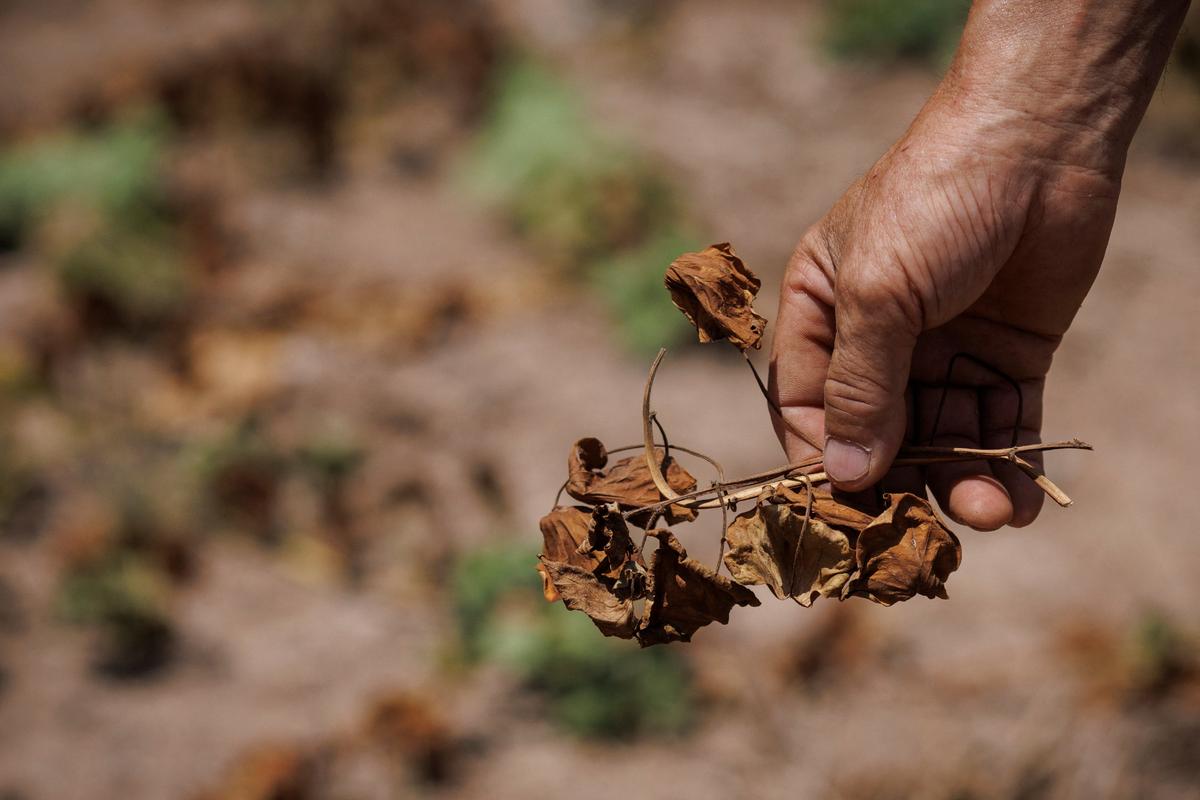 Severe Droughts Amplify Fears Over Food Security