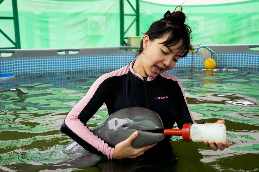 Sick Dolphin Calf With ‘Low’ Survival Chances Is Nursed Back to Health After He Was Found Drowning