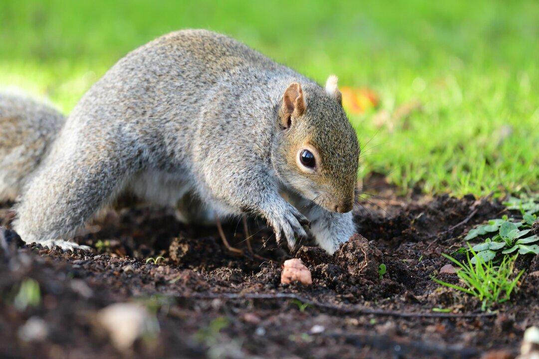 Placentia Bans Feeding Wildlife to Lessen Squirrel Population
