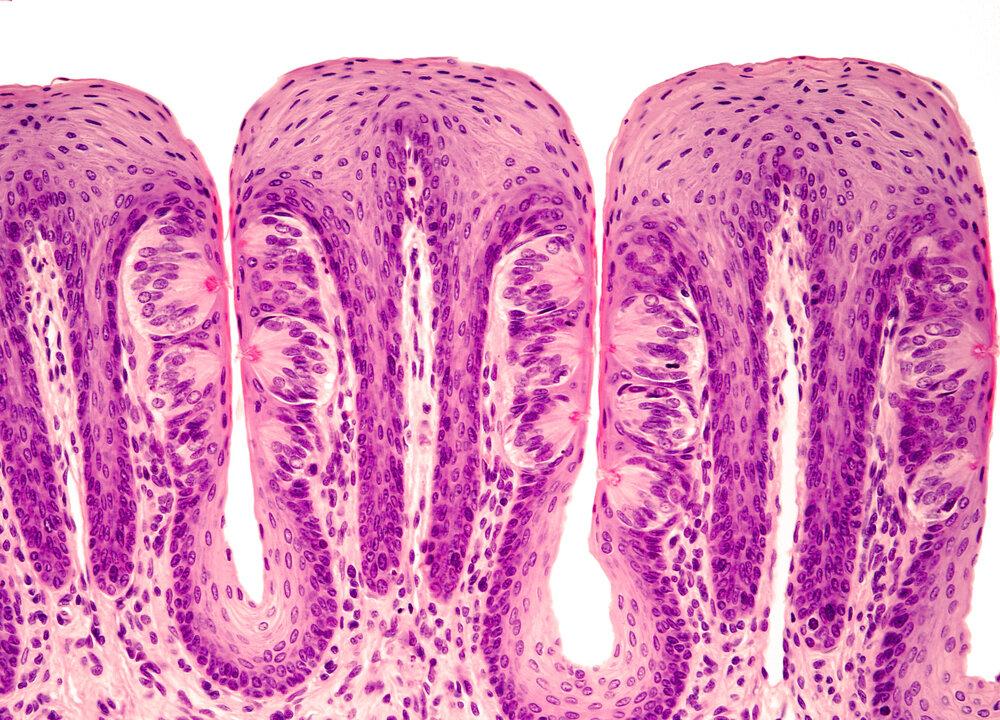 Taste Nerve Reveals Coronavirus Entryways