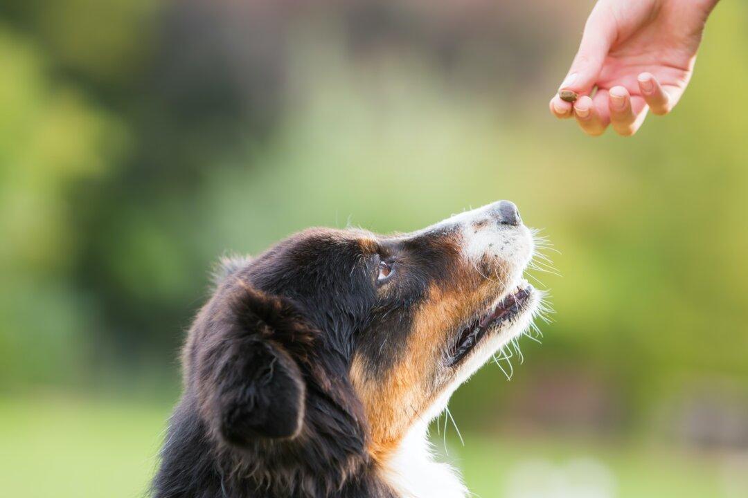 My Dog Bites Me When I Give Her A Treat!