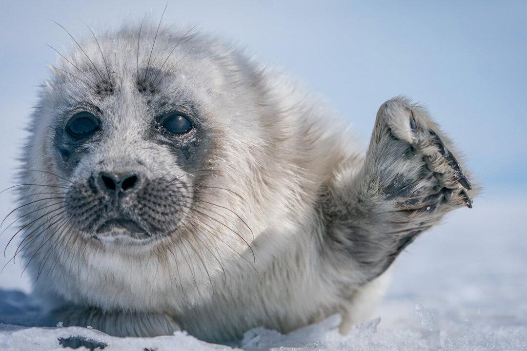 Photos: Photographer’s Dream Encounter With Seal Pup in Russia’s Freezing Lake Baikal