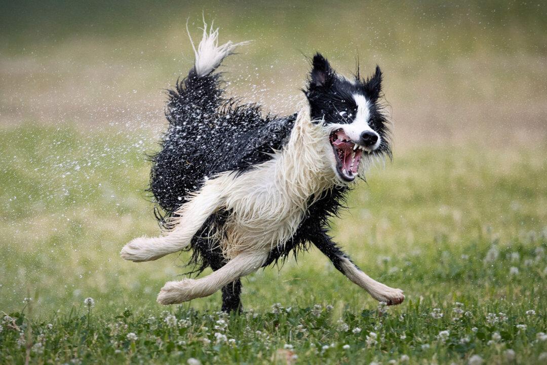 2022 Comedy Pet Photography Awards Releases Finalists—With Hilarious Pups Going Nuts, Happy Horses, Diabolical Cats