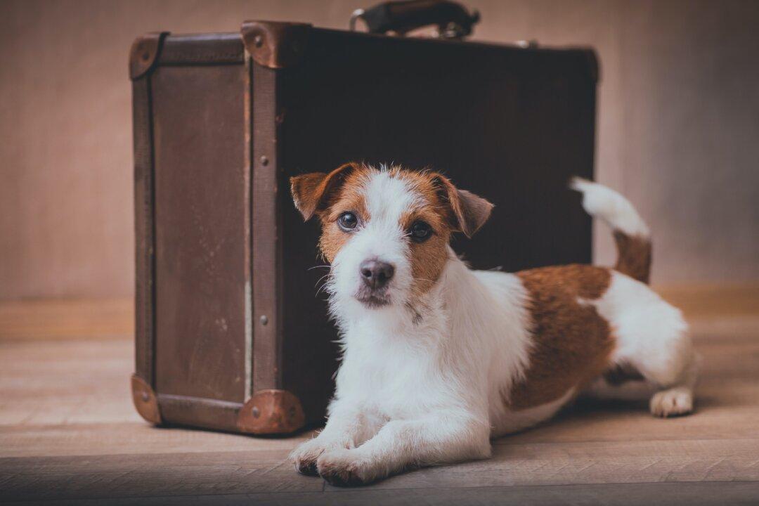 Tips for Traveling with Dogs
