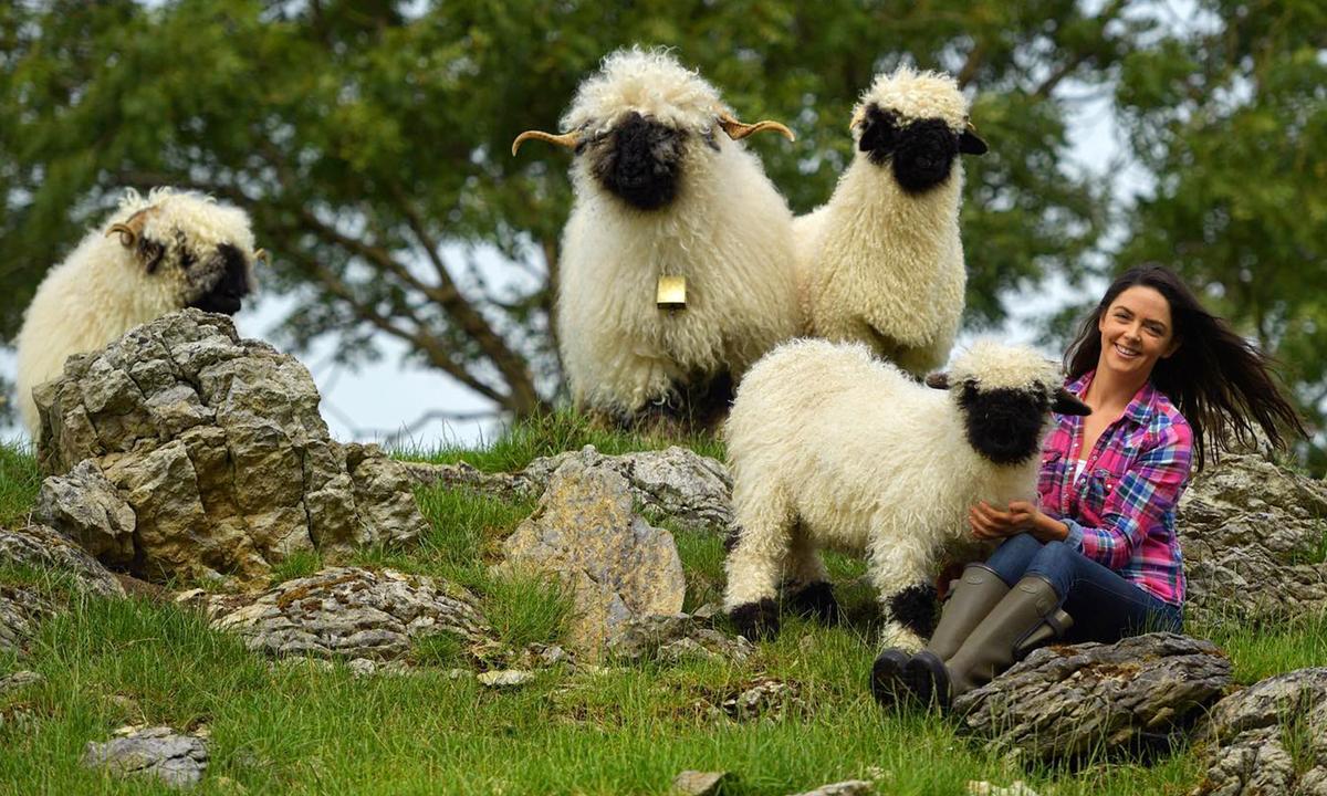 PHOTOS: Toy-Like Blacknose Sheep’s Amazing Bond With Owners—‘The Best Pets in the World’