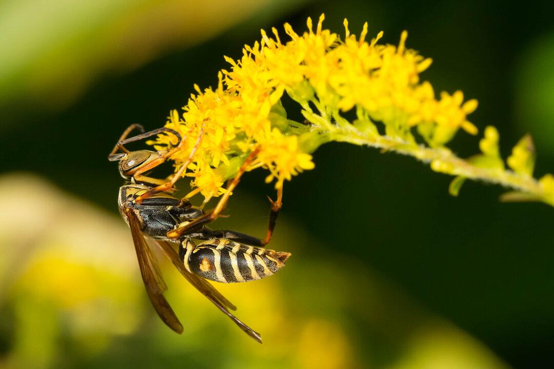 Are Wasps Beneficial?