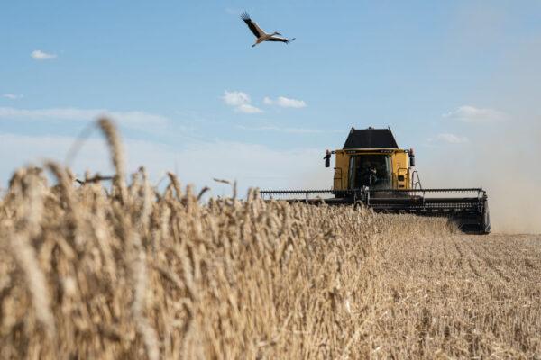 A stork flies above a wheat field as a combine harvester of TVK Seed agricultural company harvests wheat not far from Myronivka, Ukraine, on July 29, 2022. (Alexey Furman/Getty Images)