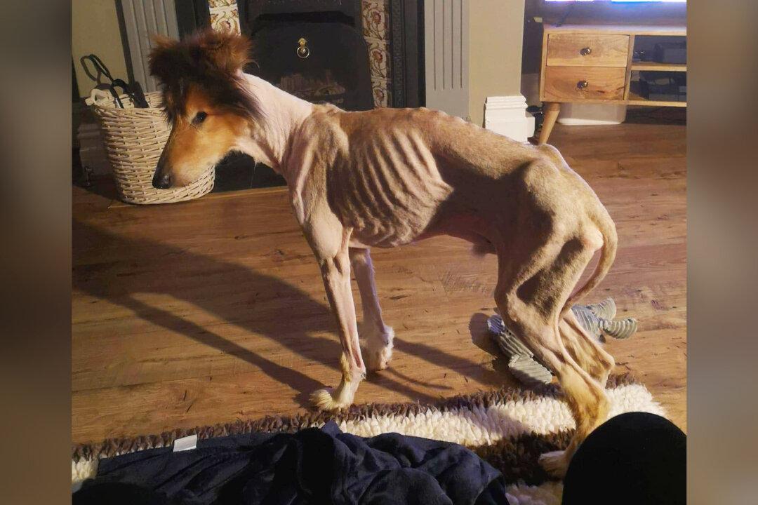 Dog ‘Hours Away From Death’ Recovers Under Loving Care of Vet Nurse Who Adopts Him