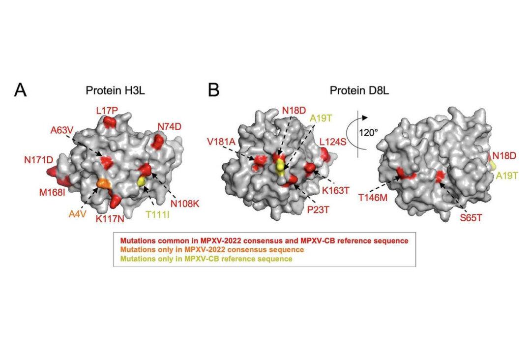 Study: Smallpox Vaccine Provides Immunity to Monkeypox