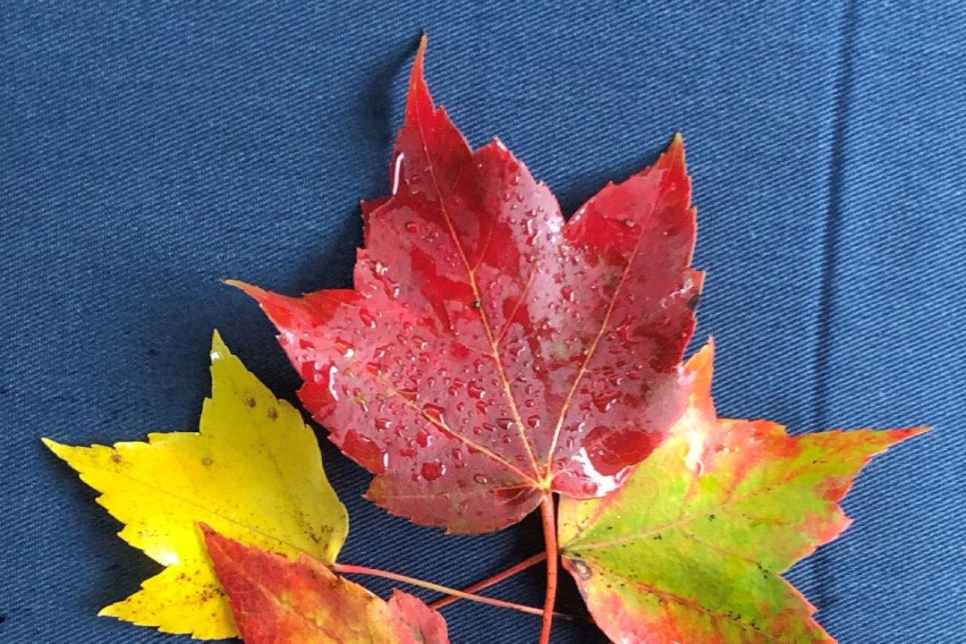 In Search of Autumn Color