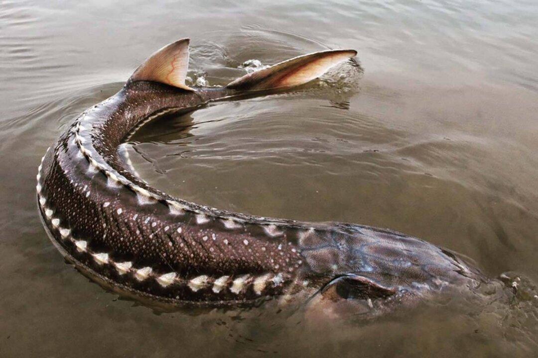 River Mystery: What Is Killing the Giant Sturgeon of BC’s Nechako River?
